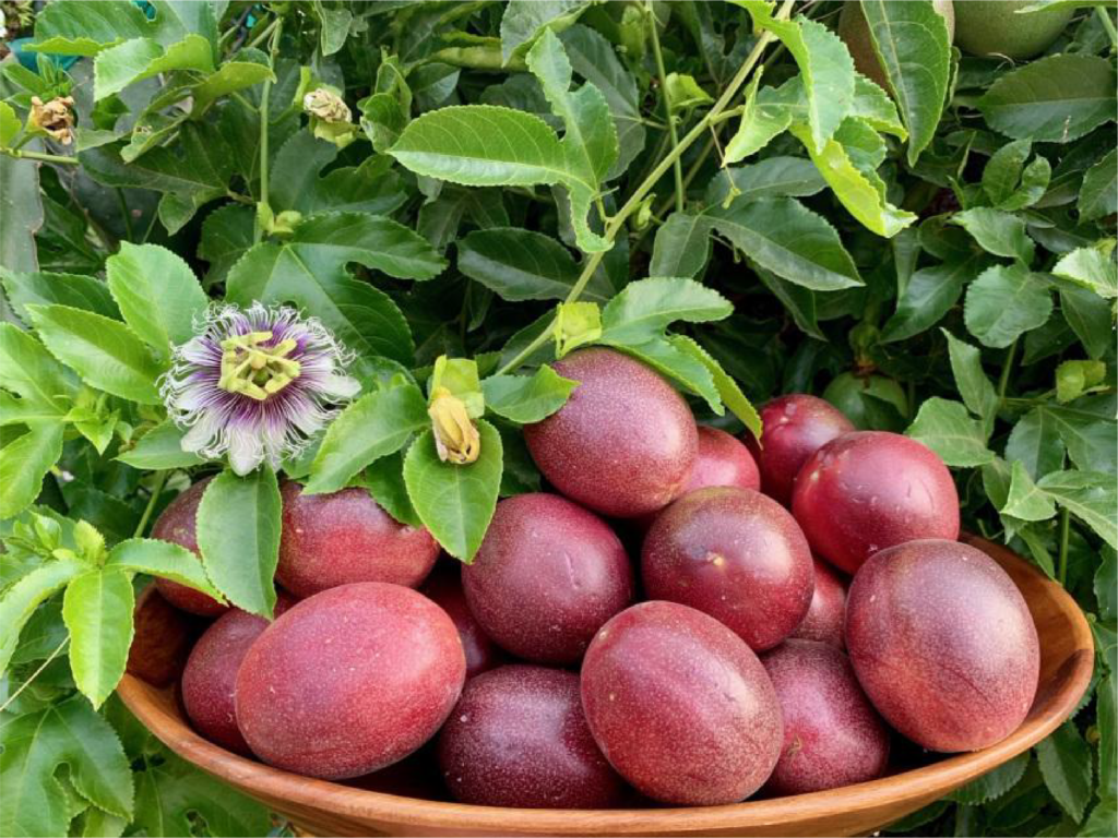 Passion fruit